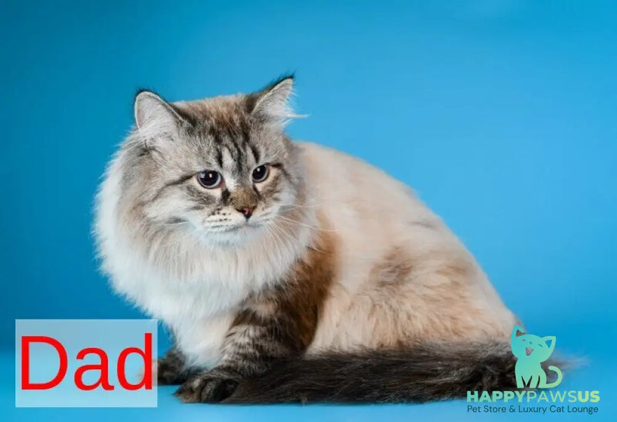 Arhip Siberian male seal lynx pointed - live animals
