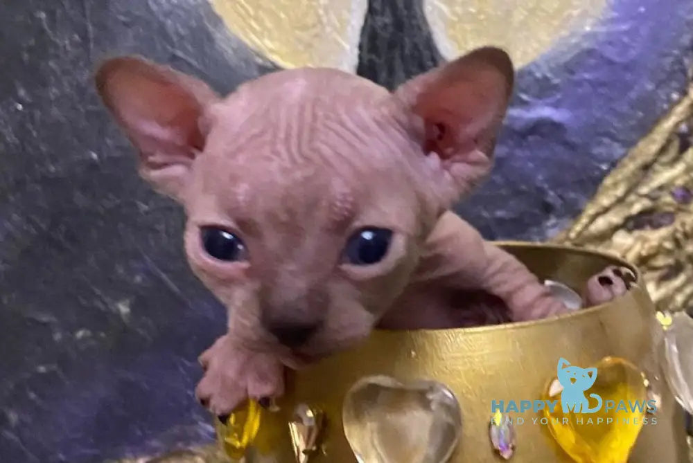 Aria Bambino female chocolate tortie live animals