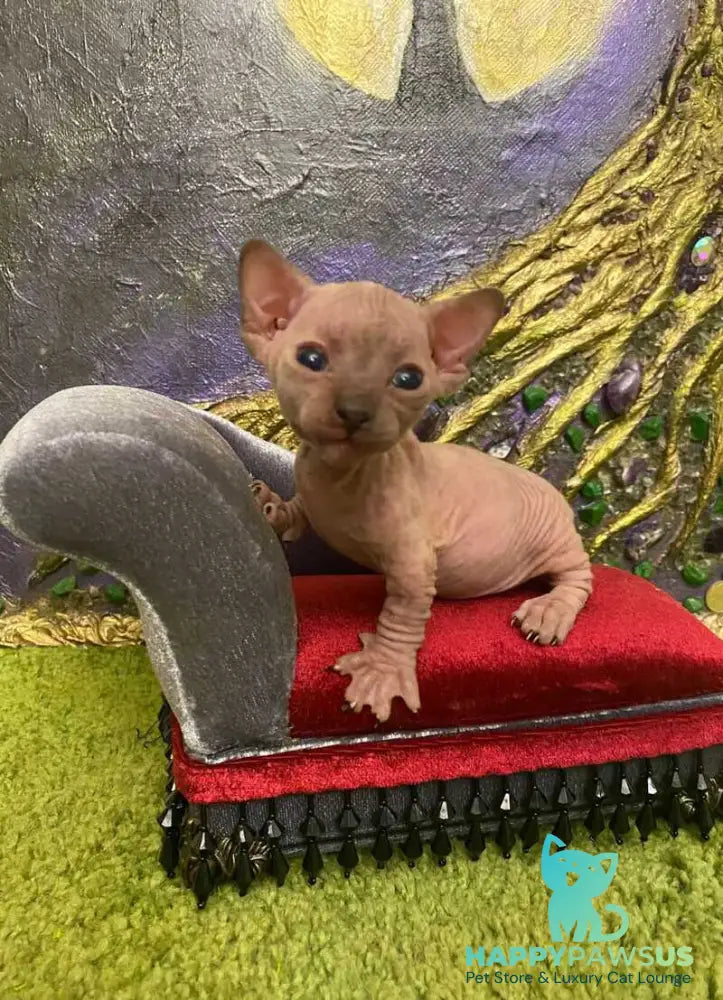 Aria Bambino female chocolate tortie live animals