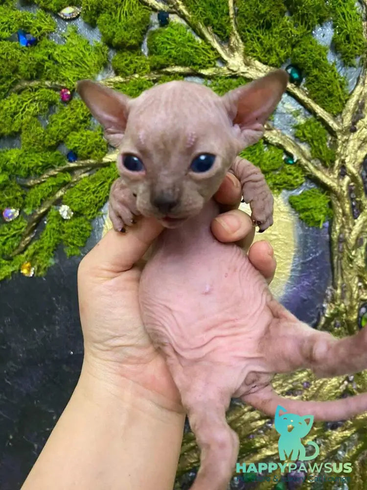 Aria Bambino female chocolate tortie live animals