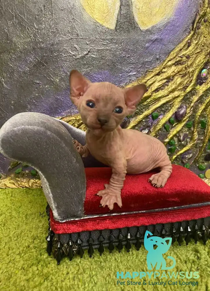 Aria Bambino female chocolate tortie live animals
