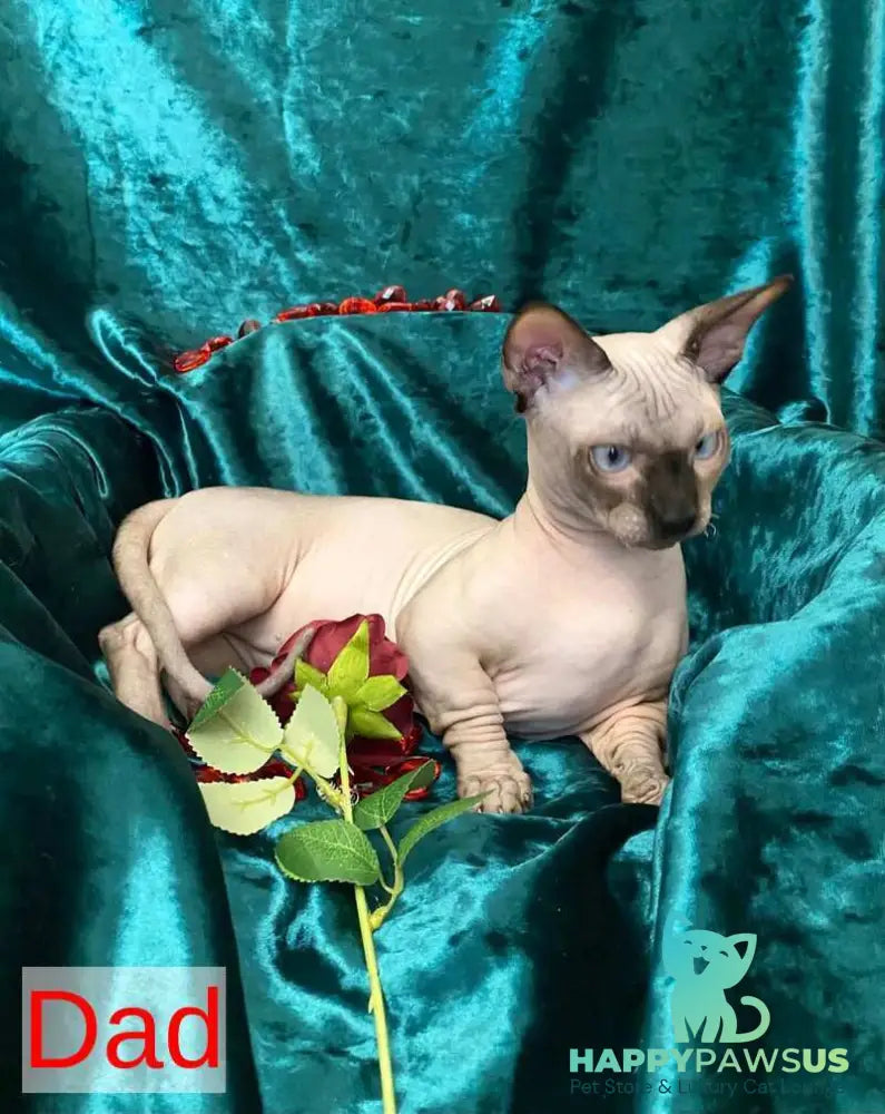 Aria Bambino female chocolate tortie live animals