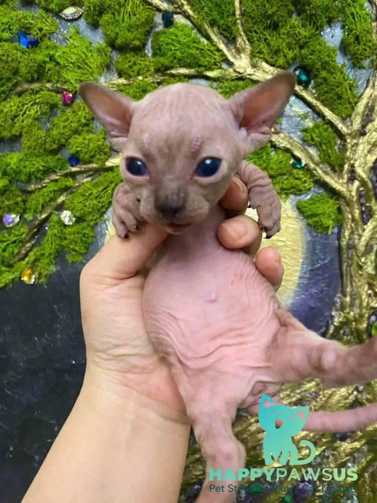 Aria Bambino female chocolate tortie live animals