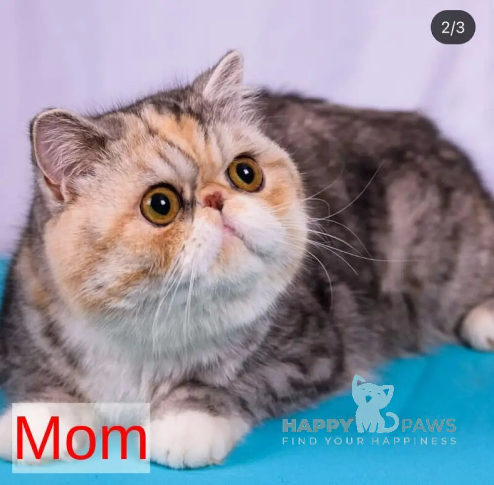 Aria Persian female black tortie silver with white tabby pointed live animals