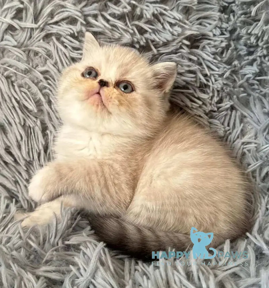 Aria Persian female black tortie silver with white tabby pointed live animals