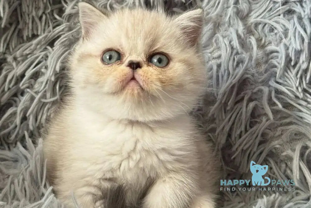 Aria Persian female black tortie silver with white tabby pointed live animals