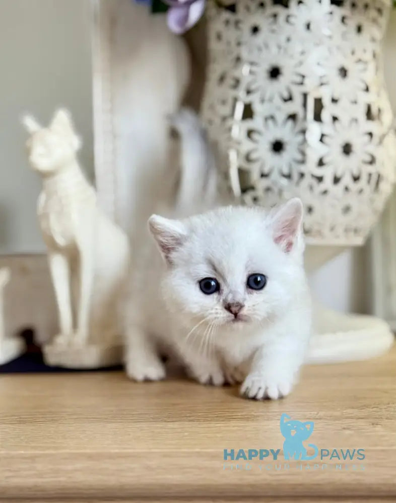 Aria Munchkin female black silver ticked tabby live animals