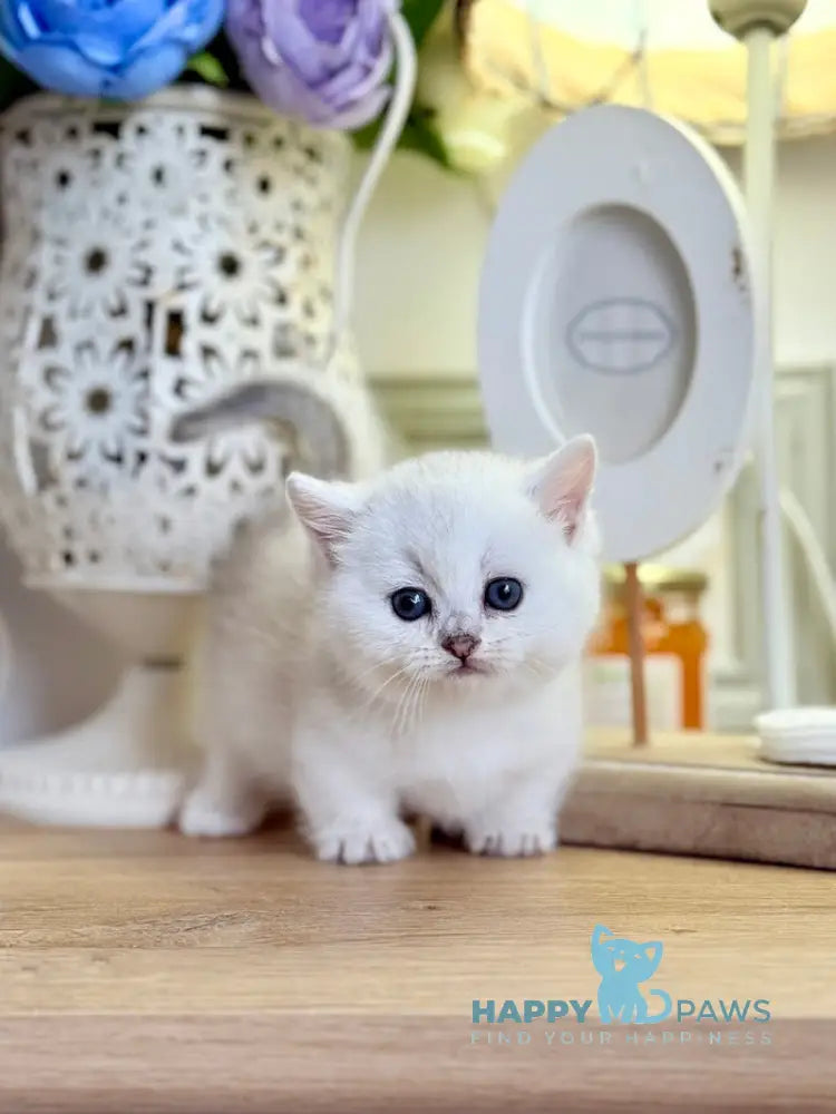 Aria Munchkin female black silver ticked tabby live animals