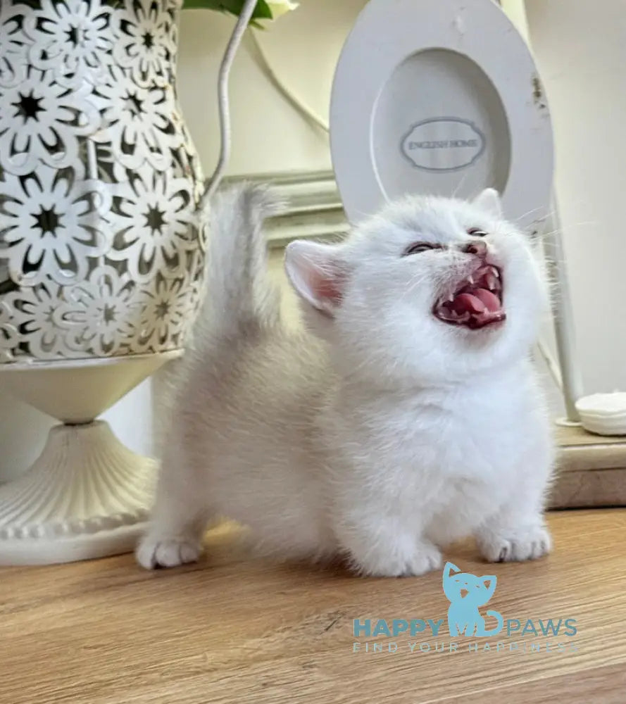 Aria Munchkin female black silver ticked tabby live animals