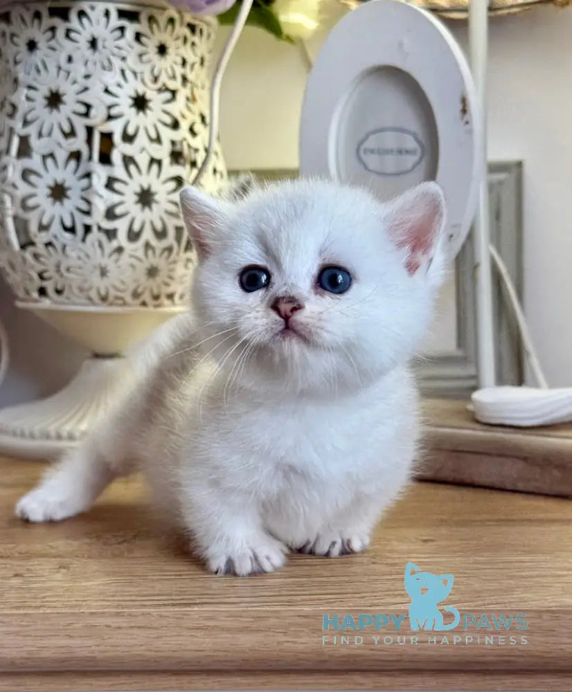 Aria Munchkin female black silver ticked tabby live animals