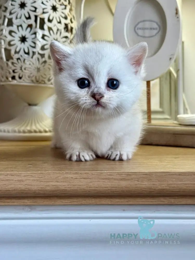 Aria Munchkin female black silver ticked tabby live animals