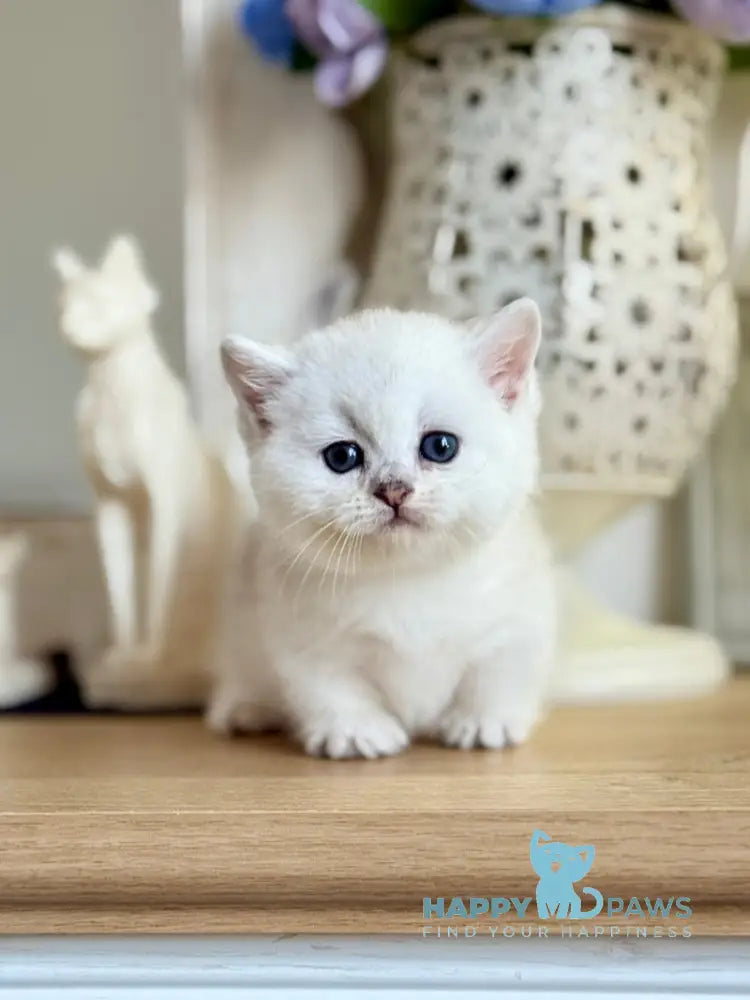 Aria Munchkin female black silver ticked tabby live animals