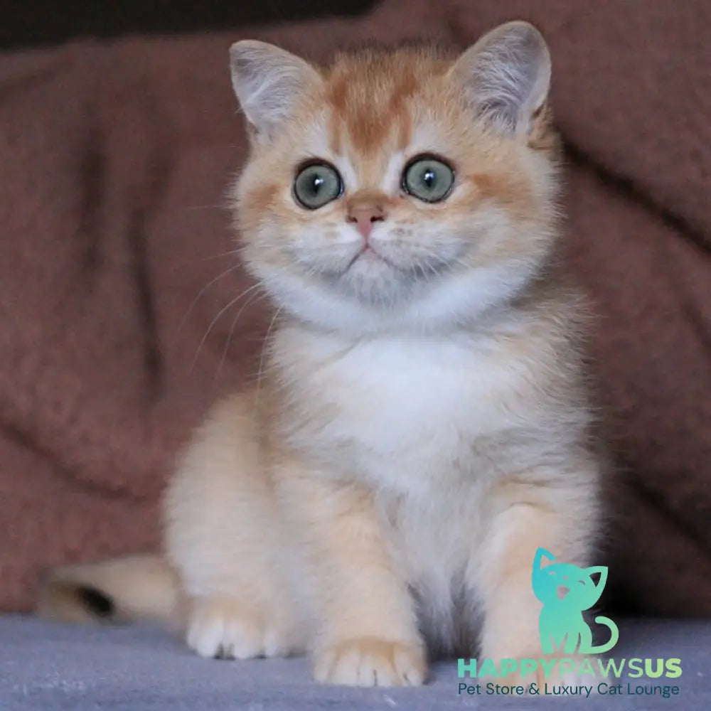 Ariel British Shorthair female black golden chinchilla - live animals