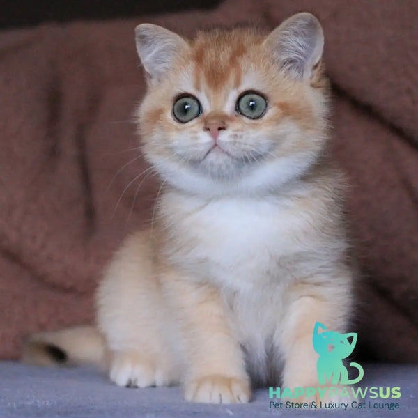 Ariel British Shorthair female black golden chinchilla - live animals