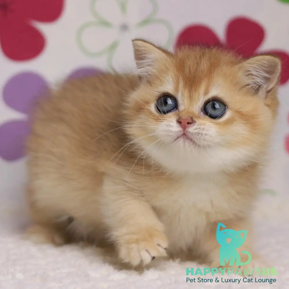 Ariel British Shorthair female black golden chinchilla - live animals