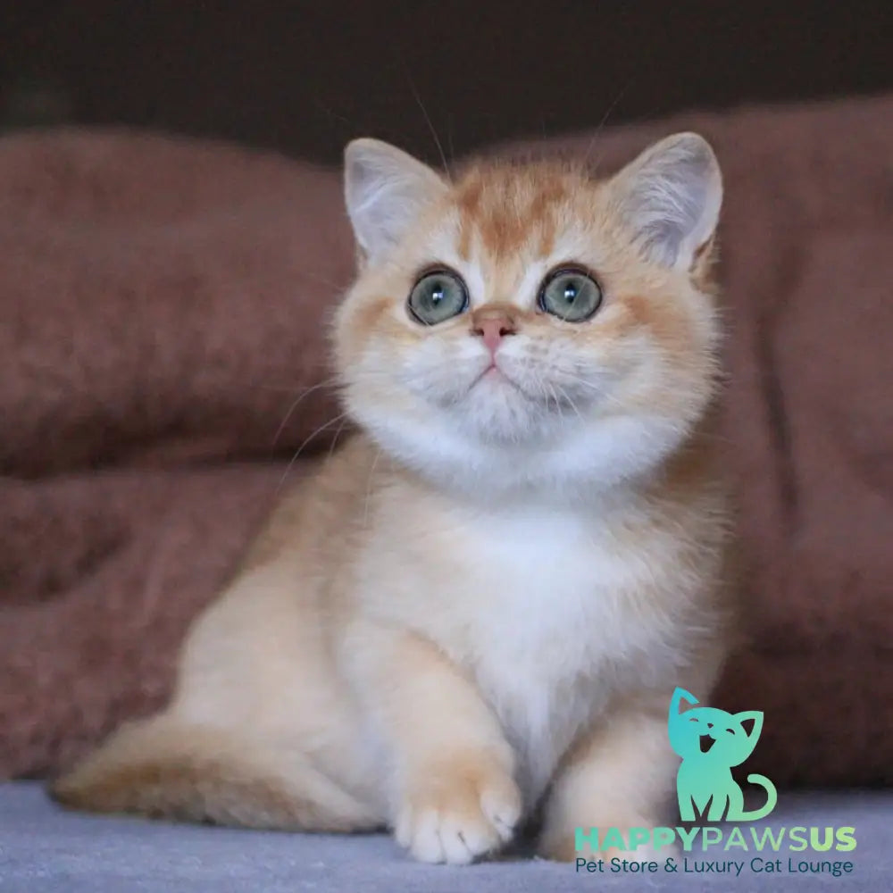 Ariel British Shorthair female black golden chinchilla - live animals