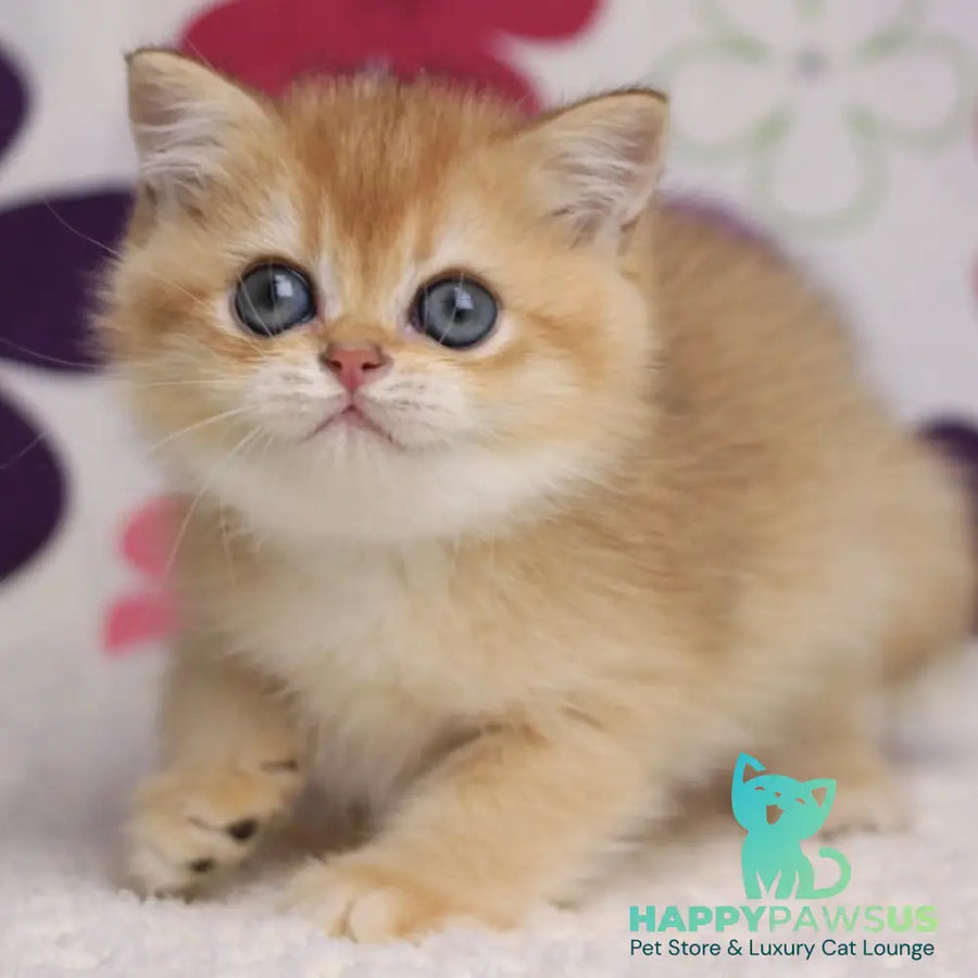 Ariel British Shorthair female black golden chinchilla - live animals