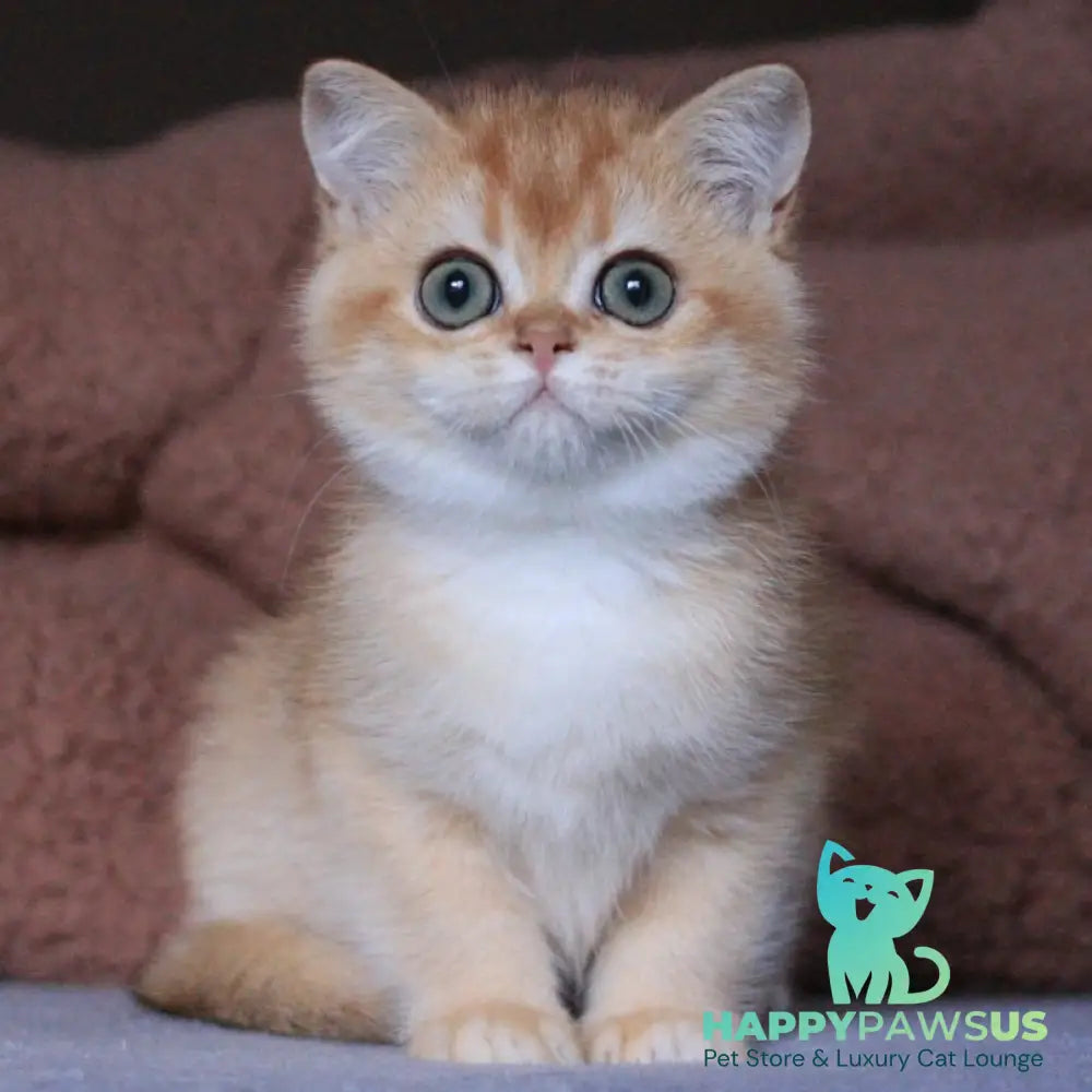 Ariel British Shorthair female black golden chinchilla - live animals