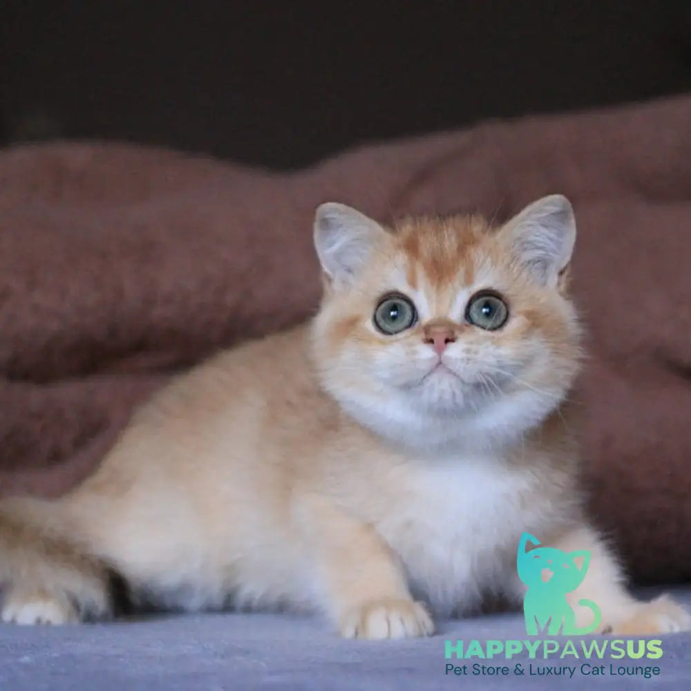 Ariel British Shorthair female black golden chinchilla - live animals