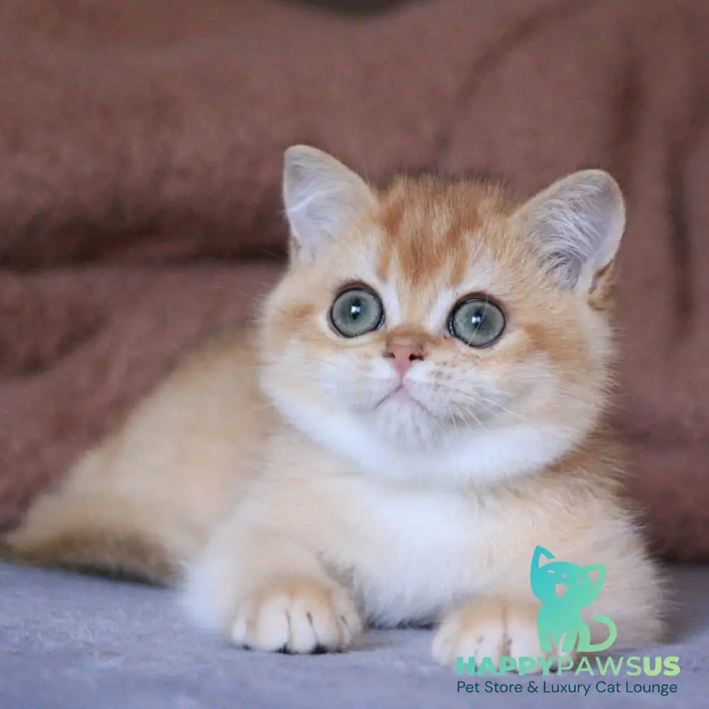 Ariel British Shorthair female black golden chinchilla - live animals