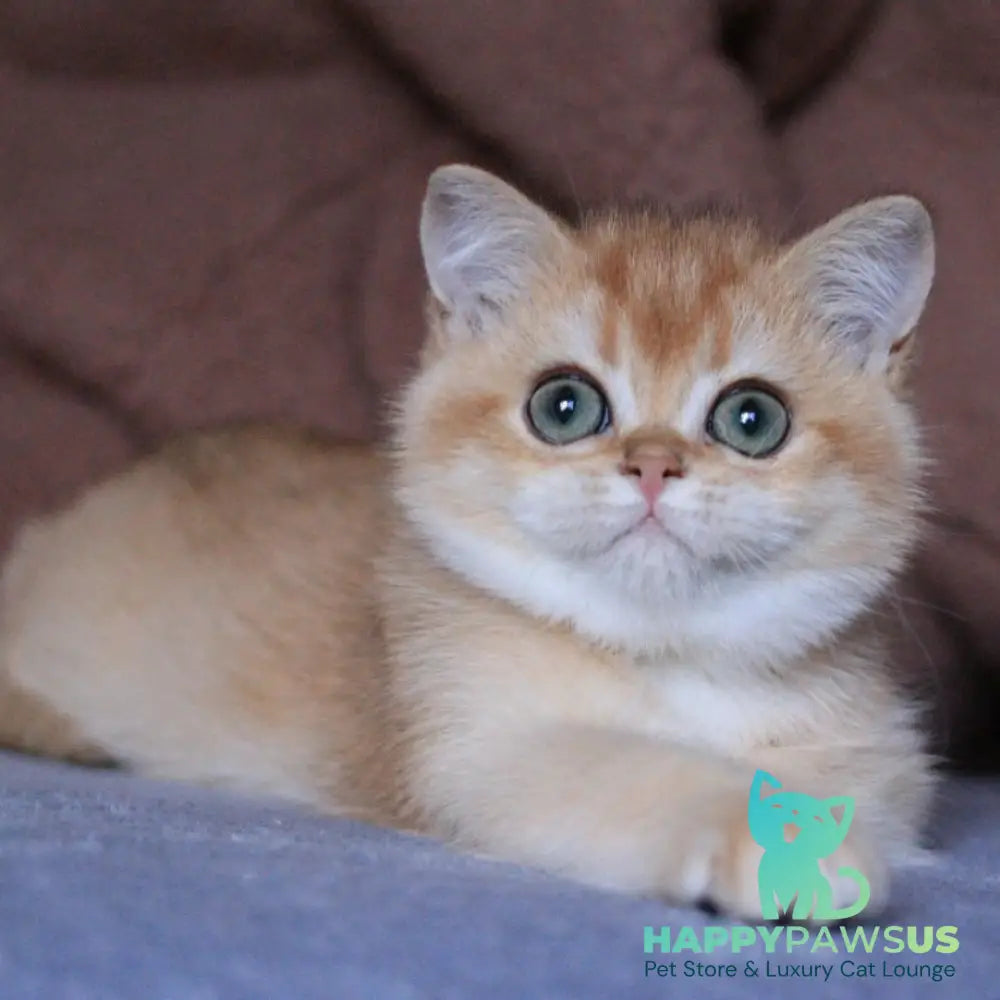 Ariel British Shorthair female black golden chinchilla - live animals