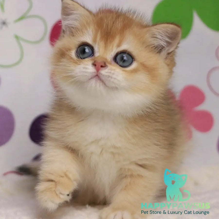 Ariel British Shorthair female black golden chinchilla - live animals