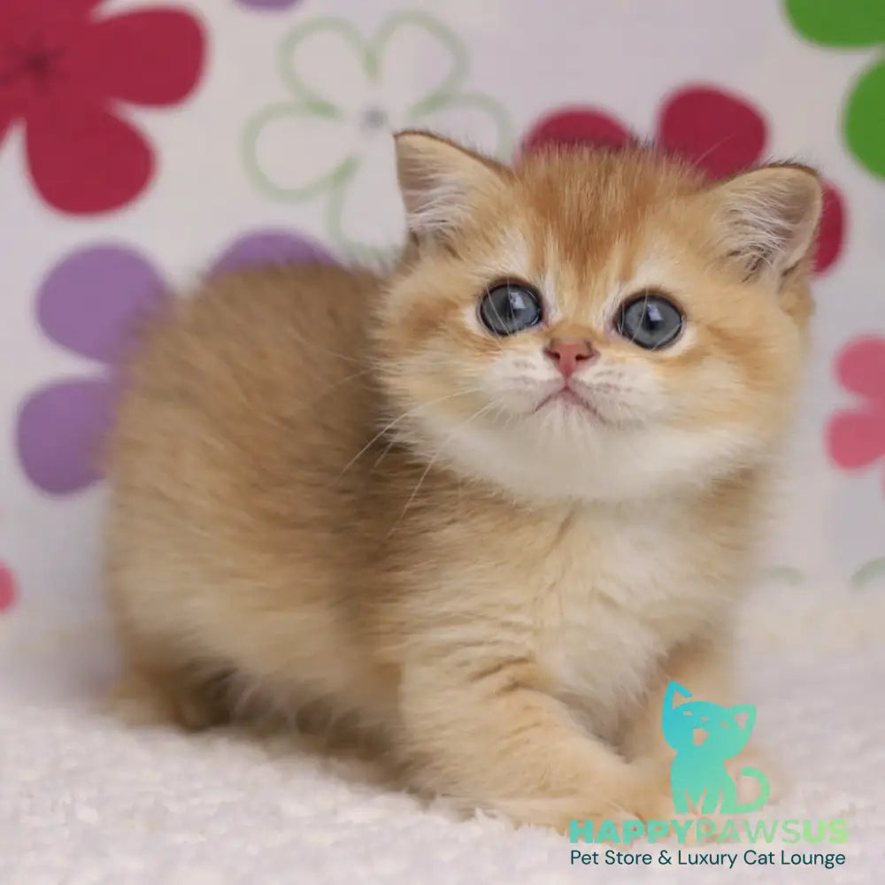 Ariel British Shorthair female black golden chinchilla - live animals