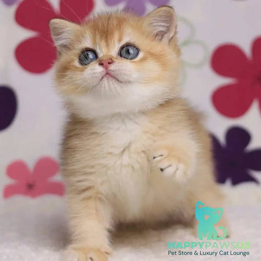 Ariel British Shorthair female black golden chinchilla - live animals