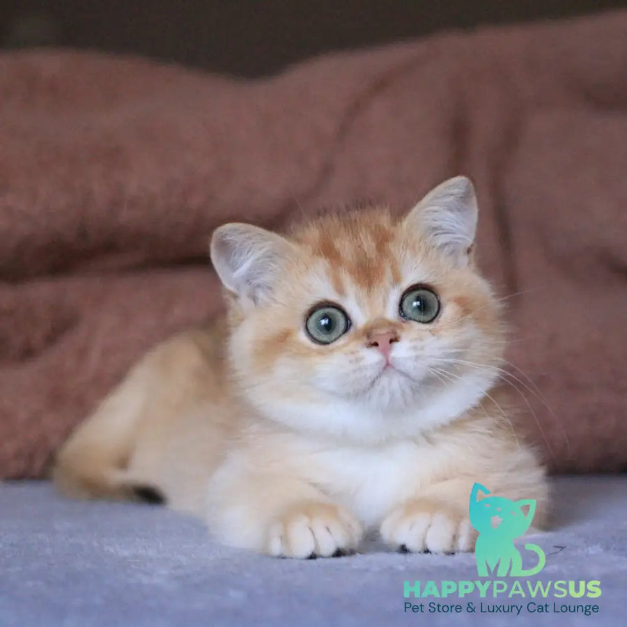 Ariel British Shorthair female black golden chinchilla - live animals