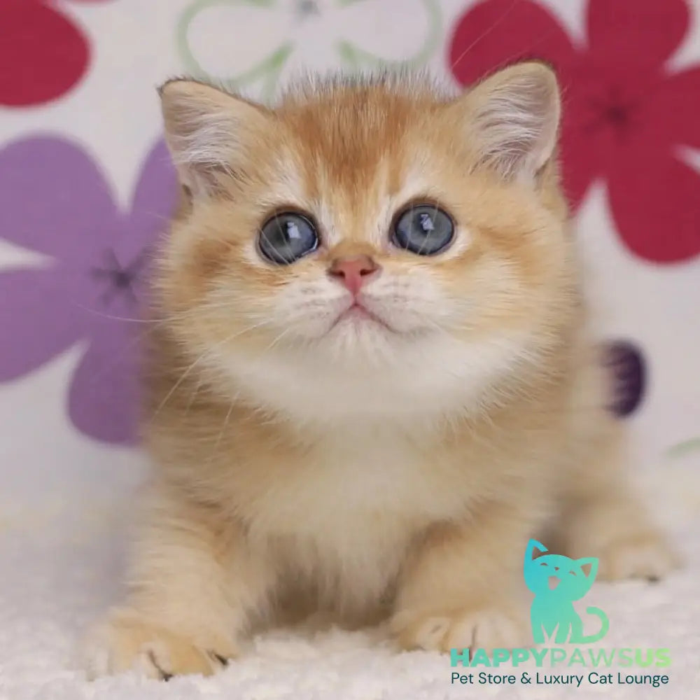Ariel British Shorthair female black golden chinchilla - live animals