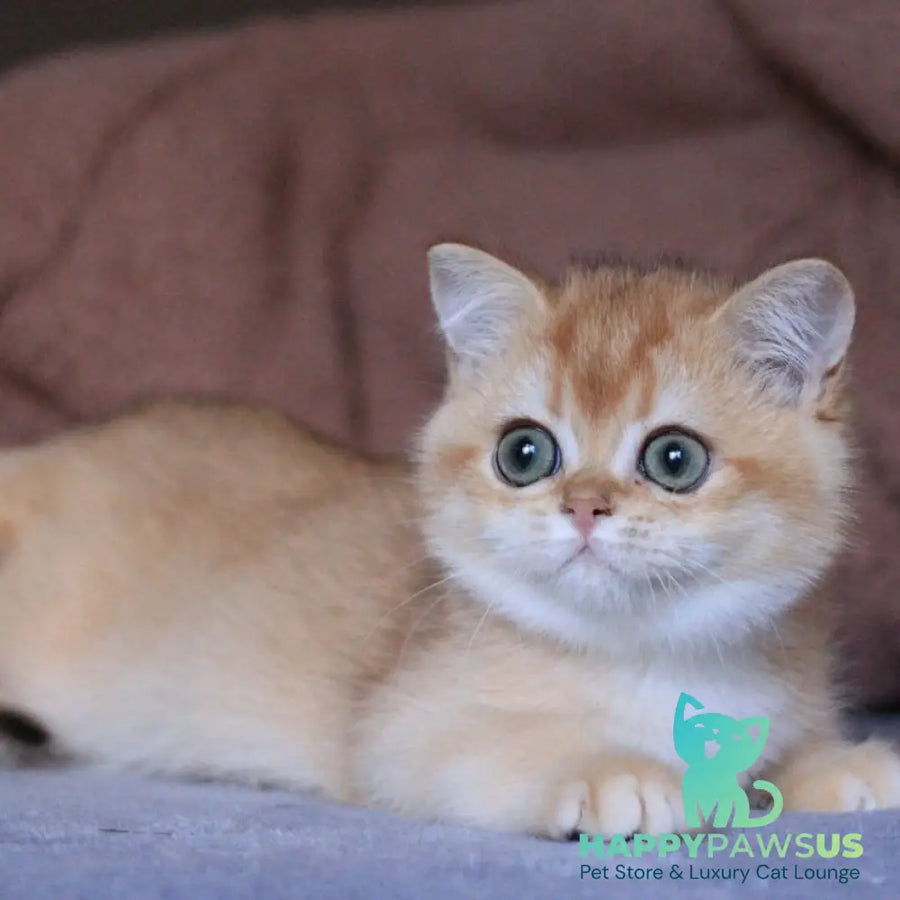 Ariel British Shorthair female black golden chinchilla - live animals