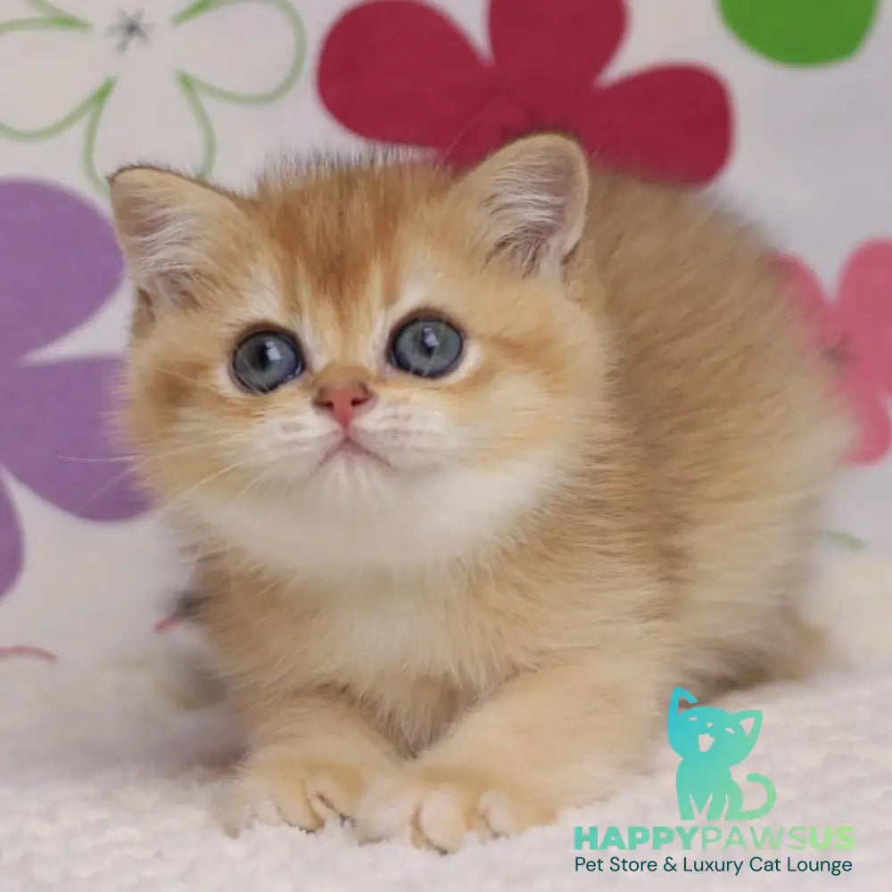Ariel British Shorthair female black golden chinchilla - live animals