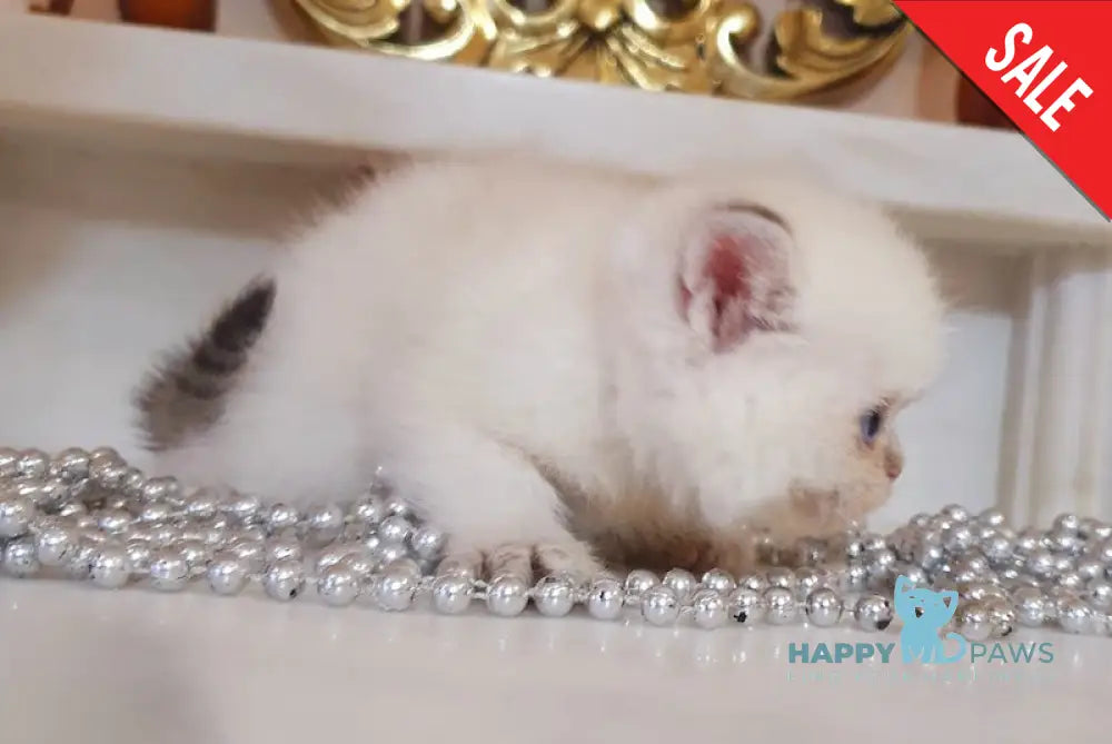 Ariel British Shorthair female black golden shaded pointed live animals