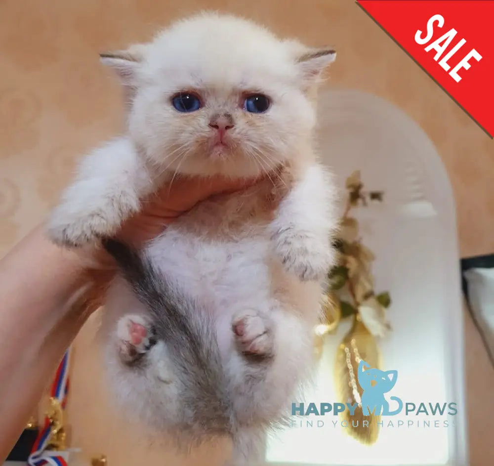 Ariel British Shorthair female black golden shaded pointed live animals