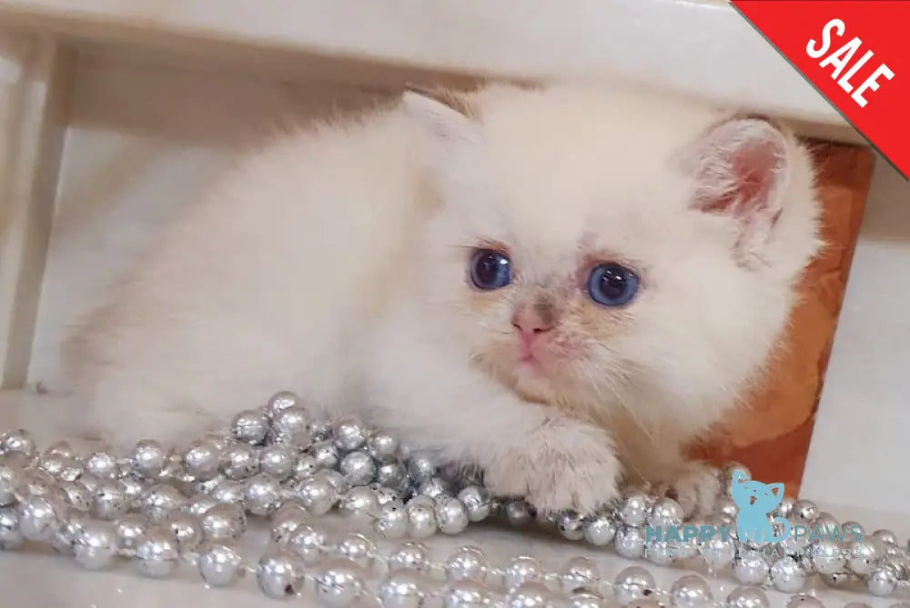 Ariel British Shorthair female black golden shaded pointed live animals