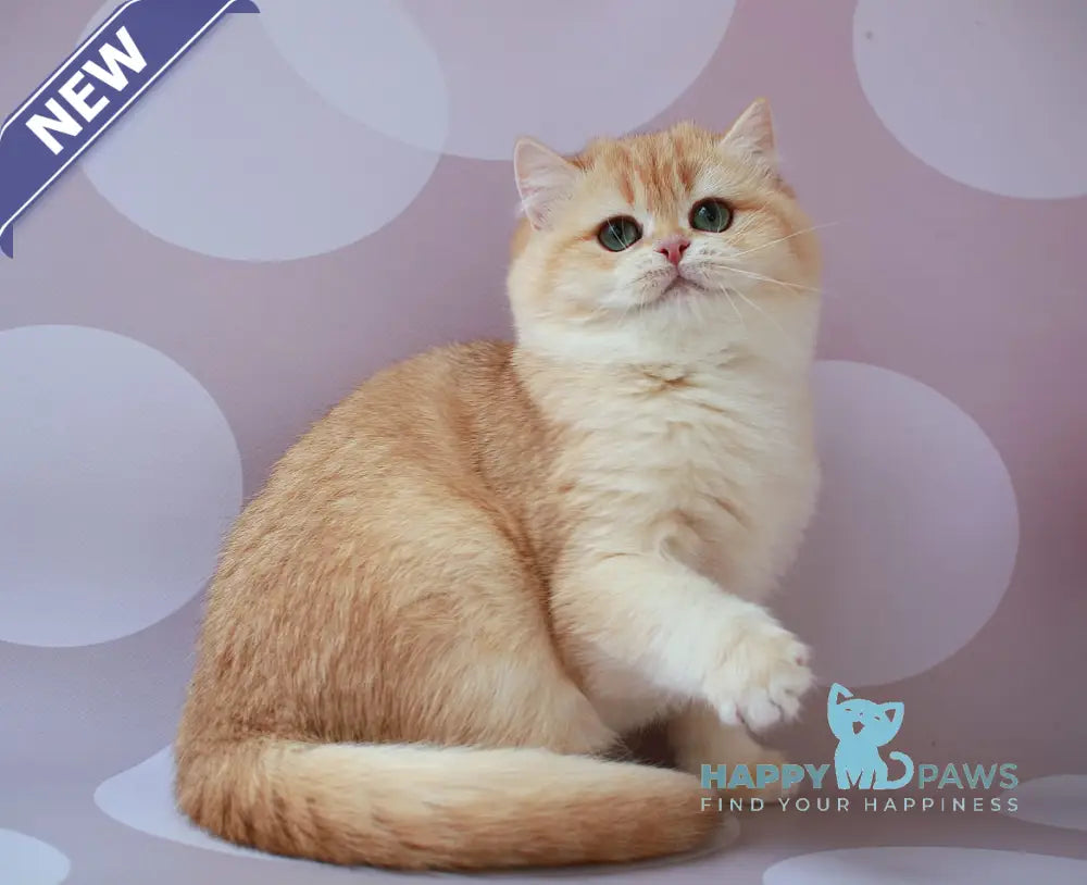 Ariel British Shorthair female chocolate golden chinchilla live animals