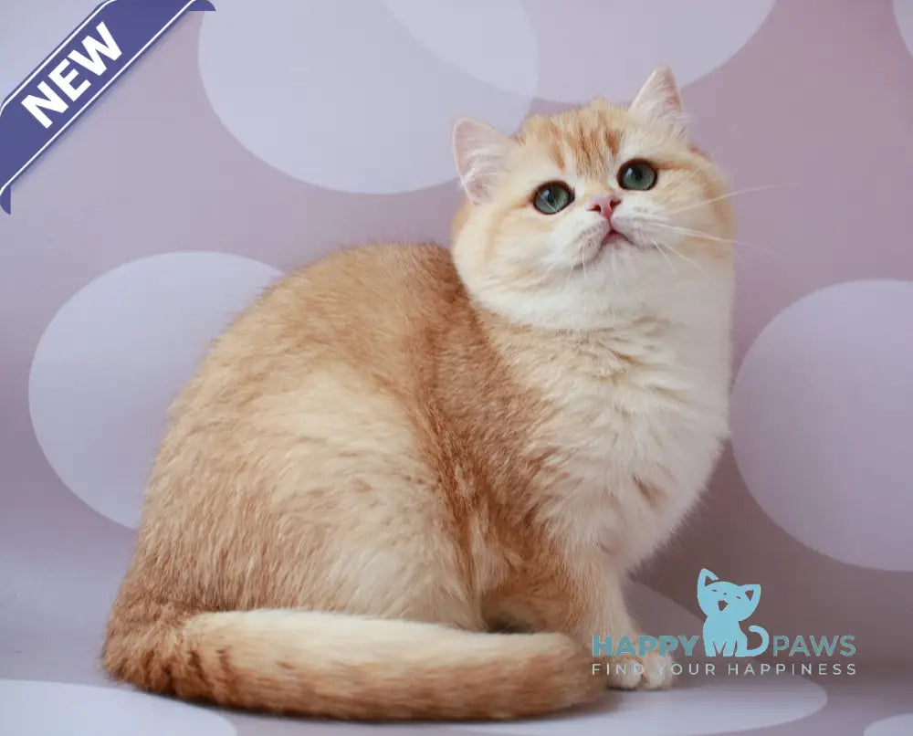 Ariel British Shorthair female chocolate golden chinchilla live animals
