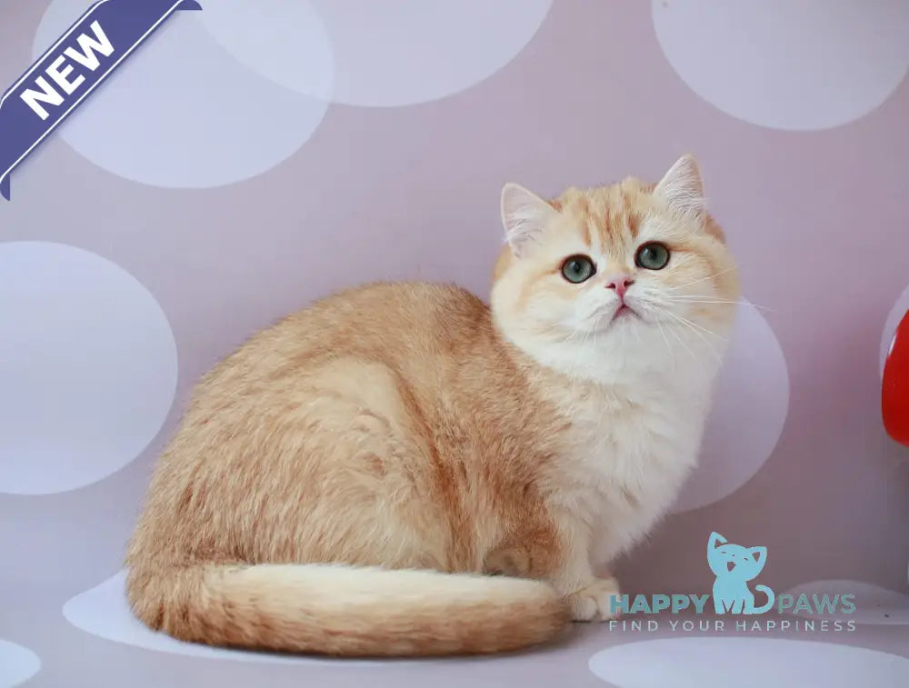 Ariel British Shorthair female chocolate golden chinchilla live animals