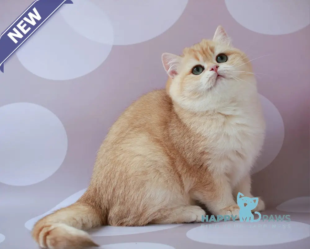 Ariel British Shorthair female chocolate golden chinchilla live animals