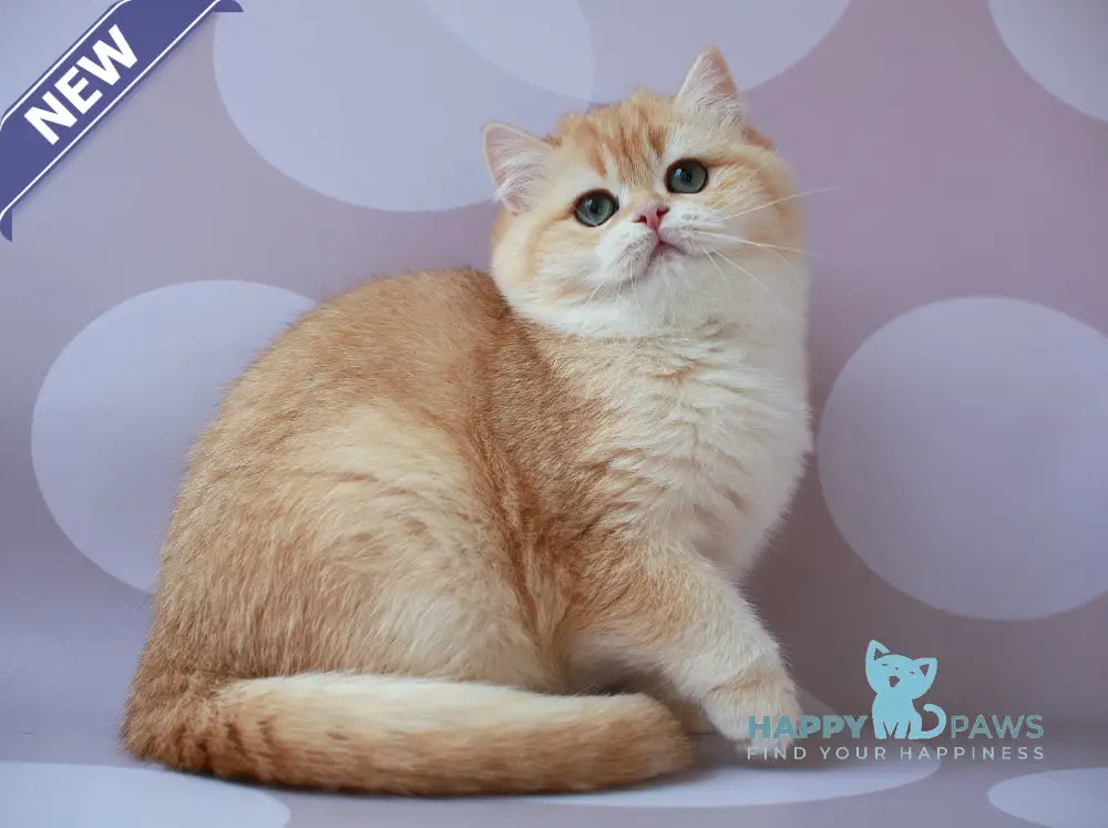 Ariel British Shorthair female chocolate golden chinchilla live animals
