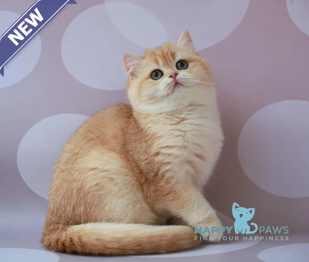 Ariel British Shorthair female chocolate golden chinchilla live animals