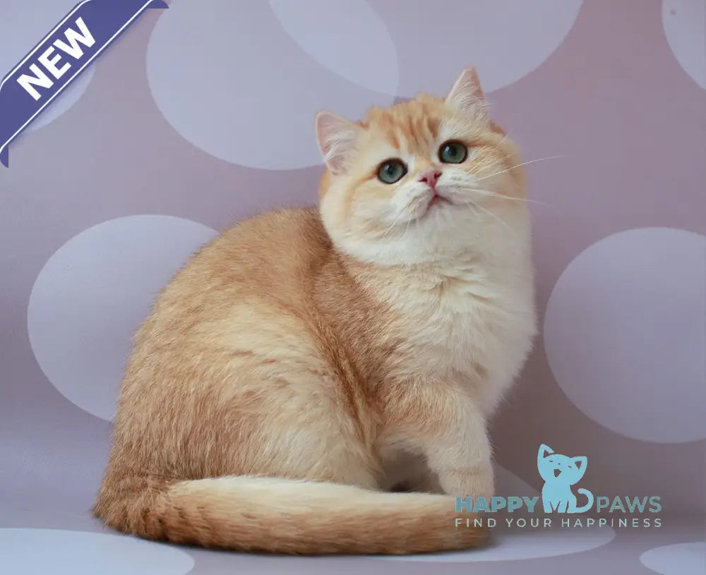 Ariel British Shorthair female chocolate golden chinchilla live animals