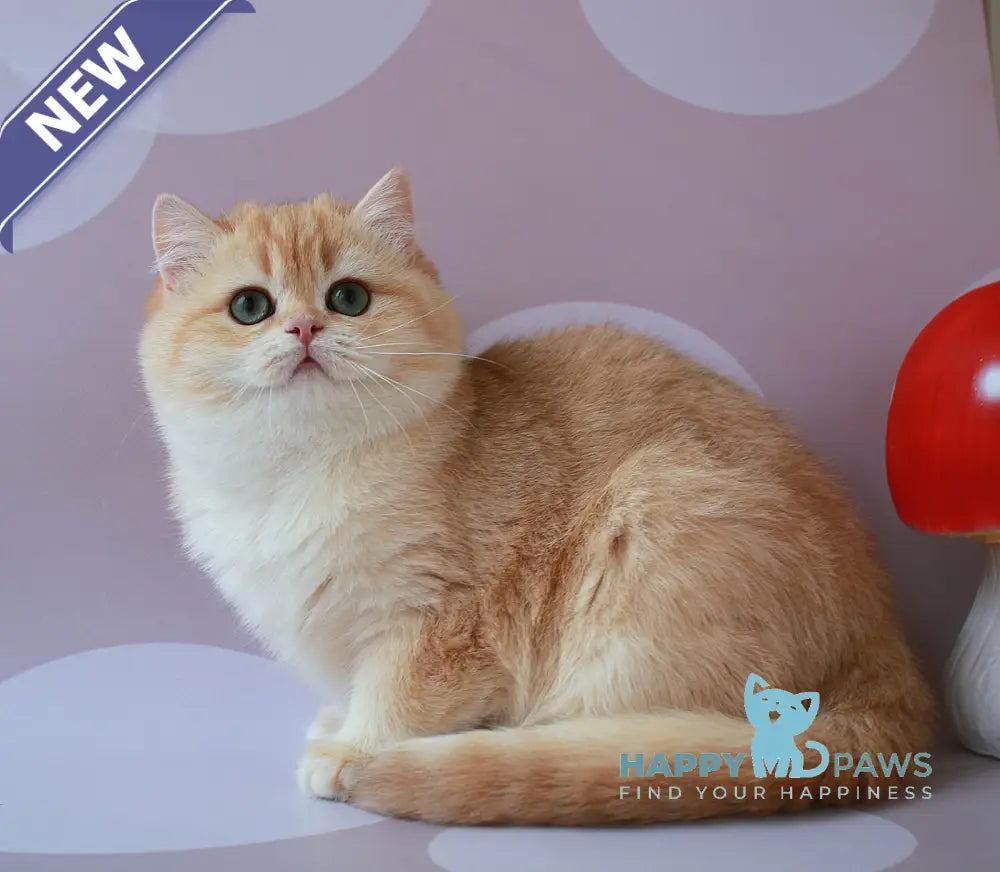 Ariel British Shorthair female chocolate golden chinchilla live animals