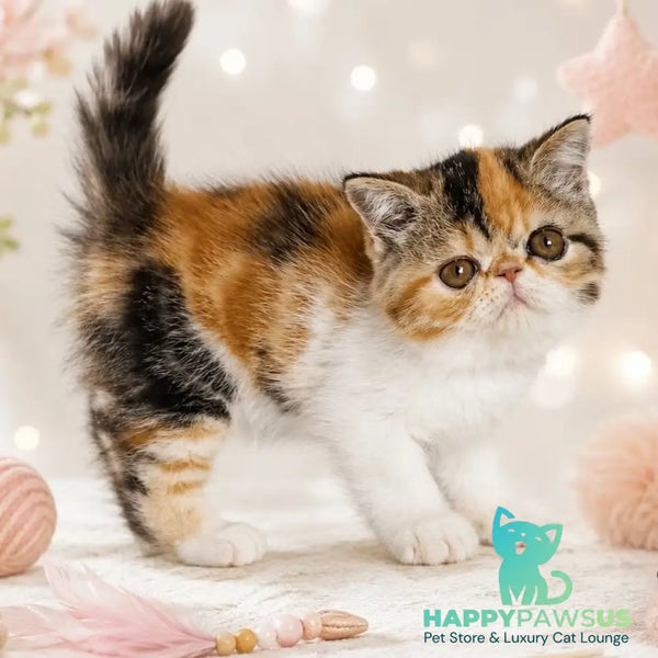 Аriel Exotic female black tortie bicolour tabby - live animals