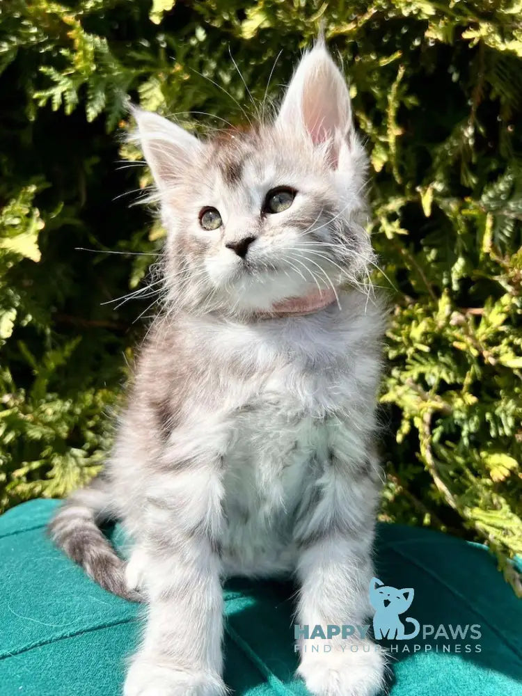 Ariel Maine Coon female black silver tabby live animals