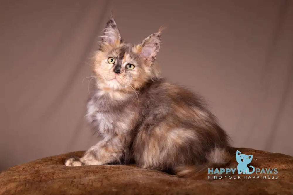 Ariel Maine Coon female black tortie spotted tabby live animals