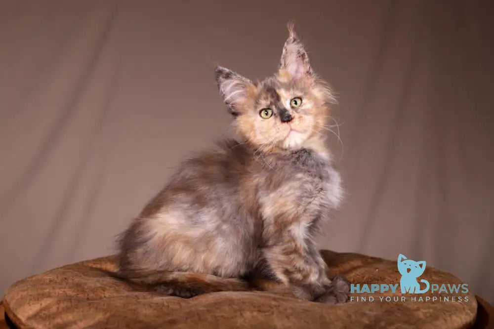 Ariel Maine Coon female black tortie spotted tabby live animals