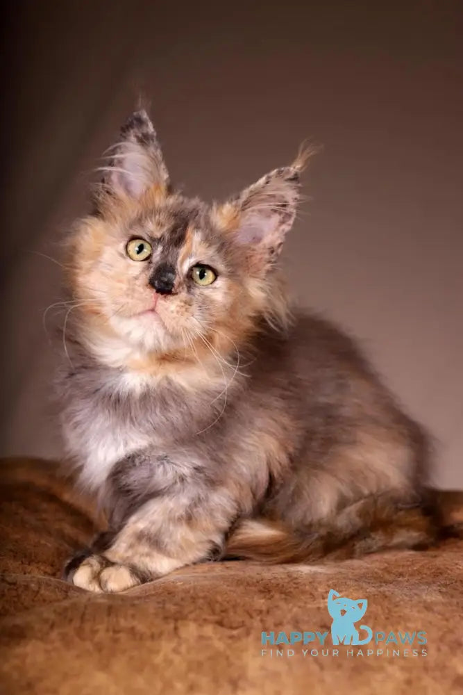 Ariel Maine Coon female black tortie spotted tabby live animals