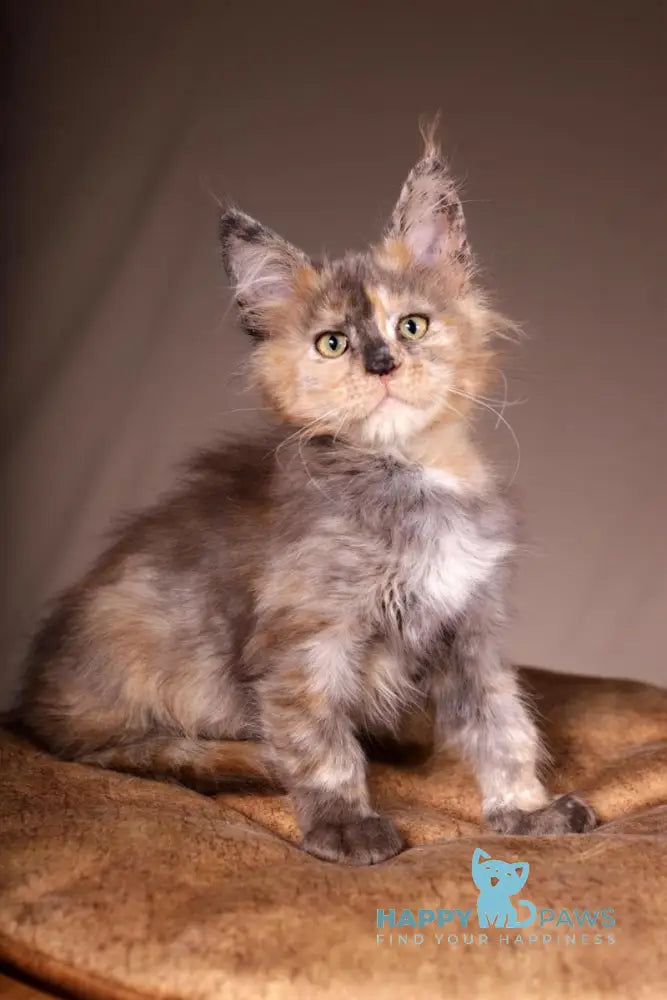 Ariel Maine Coon female black tortie spotted tabby live animals