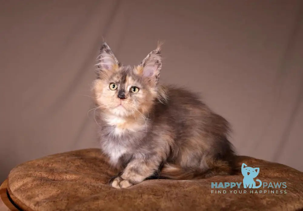 Ariel Maine Coon female black tortie spotted tabby live animals